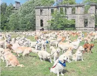  ??  ?? Golden Retriever Club’s largest meeting of 361 dogs