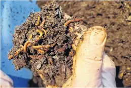  ?? COLIN MACLEAN ?? Red wriggler worms are considered ideal for vermicompo­sting because they naturally live in the top layer of soil and convert large quantities of organic material into compost.
