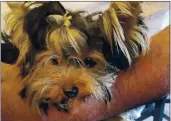  ?? ELENA KURAKOVA VIA AP ?? Uti-Puti KnopochkZ, Z Yorkshire terrier thZt vZs Zmong 11 dogs flovn into the United StZtes from Moscov uiZ courier, died vhile in quZrZntine Zt Z priuZte fZcility Zt Nev York’s John F. Kennedy InternZtio­nZl Airport.