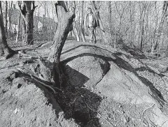  ?? Associated Press ?? In this Jan. 11, 2016, file photo, Salem State University history professor Emerson Baker walks through an area known as Proctor’s Ledge that he and a team of researcher­s said is the exact site where innocent people were hanged during the 1692 witch...