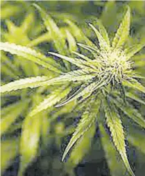  ?? ?? The Grenadian ‘Commission on Cannabis’ held its first meeting on September 20, 2022 and is expected to complete its assignment over a period of fourteen months.