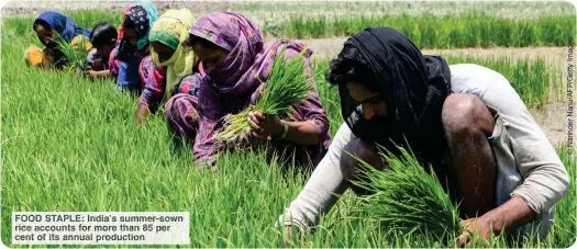  ?? Roductio ?? FOOD TAPL : India’ summer-sown rice ccounts fo more ha 85 er cent f its annual