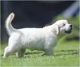  ?? DOUG RAFLIK, USA TODAY NETWORK ?? Born blind, Rosie, an English cream golden retriever, uses her nose and ears to get around the lawn at her rural Fond du Lac County home.