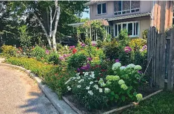  ?? MARKCULLEN.COM PHOTOS ?? NOW: Shanthi Kugan’s perennials helped her garden win the Award of Recognitio­n in the city’s annual contest.