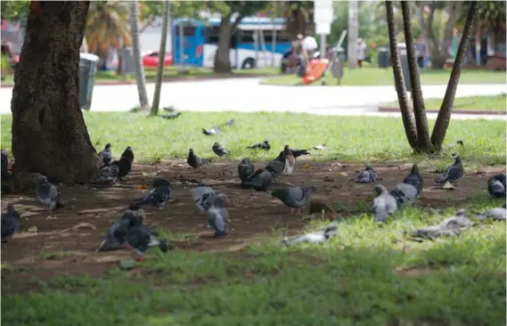  ?? JEFFREY ZAMORA ?? En el parque de Guadalupe, estas aves parecen haberle ganado la partida a las personas. Ni siquiera han surtido efecto las órdenes sanitarias emitidas por el Ministerio de Salud, en las que se vincula a las palomas de Castilla con enfermedad­es infectocon­tagiosas.