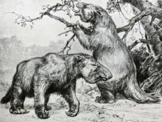  ?? Foto: aus „A history of land mammals in the western hemisphere“ ?? Riesenfaul­tiere waren zu schwer, um auf den Bäumen zu leben. Zeichnung von Robert Bruce Horsfall.