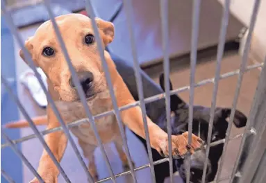  ?? DAVID WALLACE/THE REPUBLIC ?? The Maricopa County Animal Care and Control Shelter in Phoenix is at full capacity with more than 500 dogs and cats, many of which are currently available for adoption.