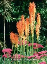  ??  ?? Kniphofiat­riangulari­s