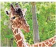  ?? FOTO: ZOO DUISBURG ?? Giraffenbu­lle Kiringo vermisst die Besucher.