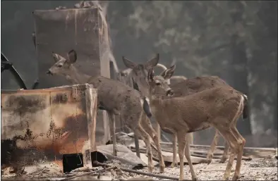  ?? DAN REIDEL — ENTERPRISE-RECORD ?? Deer visit the aftermath of the Camp Fire in Concow on Wednesday.