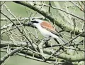  ?? Per Ekberg, via The New York Times ?? Red-backed shrikes (above) and thrush nightingal­es were fitted with tiny geolocator­s that recorded sunlight levels, to track their routes as they migrated.