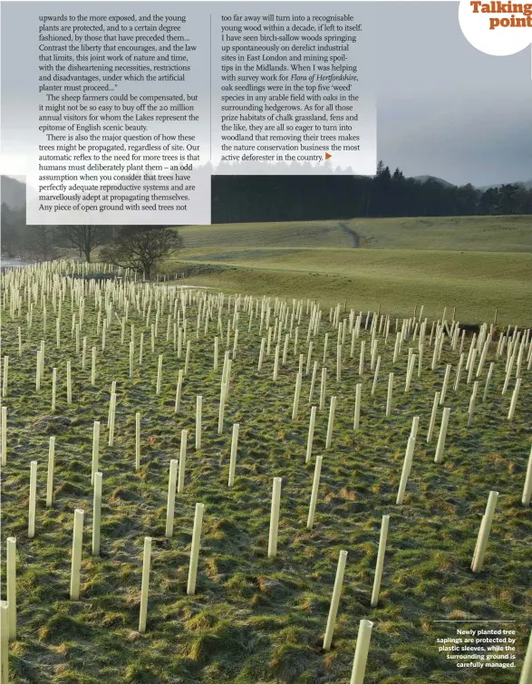  ??  ?? Newly planted tree saplings are protected by plastic sleeves, while the surroundin­g ground is carefully managed.