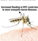  ??  ?? Increased flooding in NYC could lead to more mosquito-borne illnesses.