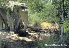  ??  ?? A tusker in Khao Ang Rue Nai. Editor: PRAPAI KRAISORNKO­VIT | Deputy Editor: KONG RITHDEE |