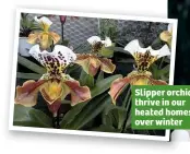  ??  ?? Slipper orchids thrive in our heated homes over winter