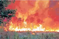  ?? PHOTO PROVIDED BY GIRONDE REGION FIRE BRIGADE IN FRANCE VIA ASSOCIATED PRESS ?? Aa wildfire Thursday near Landiras, southweste­rn France. Several hundred firefighte­rs struggled to contain two wildfires in the Bordeaux region that have forced the evacuation of 10,000 people.