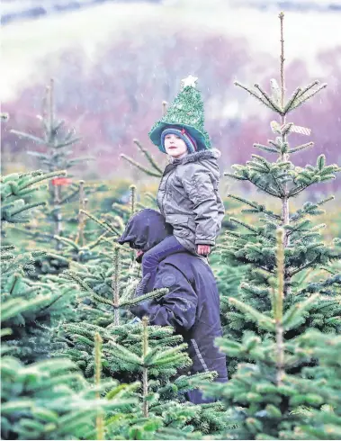  ?? PHOTO: PA ?? Festive spirit: Oisin Carson (4) chooses a Christmas tree at Wicklow Way Christmas tree farm in Co Wicklow.