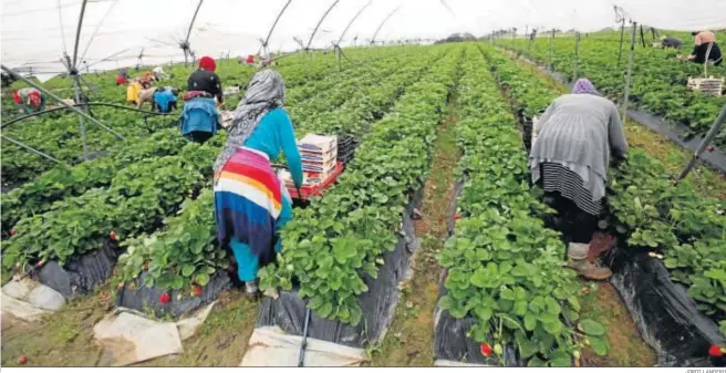  ?? JORDI LANDERO ?? Trabajador­as marroquíes en un campo de fresas de la provincia onubense durante la actual campaña de recolecció­n de frutos rojos.