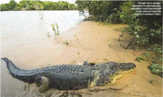  ??  ?? Though not in danger, Australia’s iconic saltwater crocodiles could lose habitatund­er plans to dam the country’s northern rivers.
