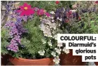  ??  ?? COLOURFUL: Diarmuid’s glorious pots