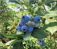  ?? SUBMITTED PHOTO ?? Terhune Blueberrie­s.