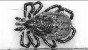  ?? SUBMITED PHOTO ?? An adult female, non-engorged, Ixodes scapularis, or black-legged tick. If you’re wondering whether recent frigid temperatur­es might have killed some of the tick population, you’re out of luck, according to Mount Allison University biology professor...