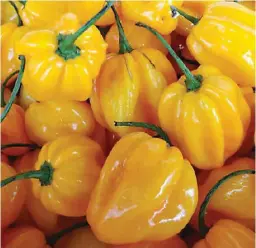  ??  ?? BRIGHT YELLOW FRUITS – These bright yellow fruits of Habanero Piquante Yellow are three times more pungent than the Red Hot Chilli of East-West Seed and is very aromatic. The plant is vigorous with heavy leaf cover that protects the fruits from...