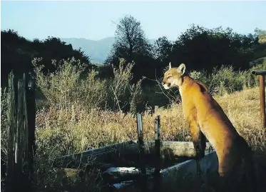  ?? THE IRVINE RANCH CONSERVANC­Y ?? A cougar leans on a watering trough in the Santa Ana mountains of California in this 2015 photo.