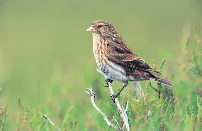  ?? RSPB ?? Twite