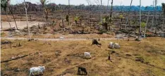  ?? Foto: Andre Penner, dpa ?? Häufig wird, wie hier in Brasilien, Regenwald abgeholzt, um Platz für Rinderweid­en zu schaffen. Das ist schlecht fürs Klima.