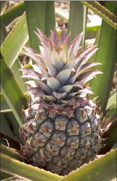  ??  ?? Sarikei and Samarahan are well-known pineapple-producing areas in Sarawak.