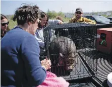  ?? DARREN CLABRESE, THE CANADIAN PRESS ?? Members of the Department of Natural Resources and volunteers from a pet service care for a pig named Peppa rescued from the evacuated zone of the wildfire burning in suburban areas around Halifax on Monday.