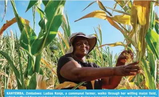  ?? — AFP ?? KANYEMBA, Zimbabwe: Ladias Konje, a communal farmer, walks through her wilting maize field, which suffered from moisture stress at tasseling during a long mid season dry spell, in the Kanyemba village in Rushinga.