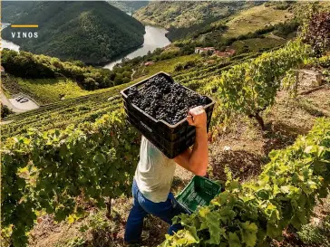  ??  ?? Viñedos de Adegas Moure (Lugo), en la Ribeira Sacra, donde se plantan las cepas del tinto Abadía da Cova 1124.