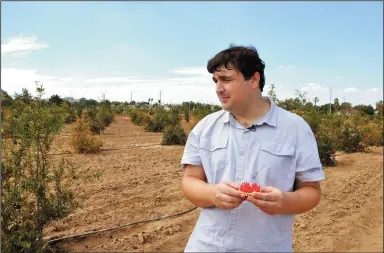  ?? SEAN NEALON/UC RIVERSIDE ?? John Chater didn’t realize how famous his Lebanese grandfathe­r was among rare fruit cognoscent­i, until he started studying the pomegranat­e. Now he’s earning a doctorate by studying his ancestor’s cultivars.