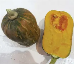  ??  ?? HALVED AND WHOLE FRUIT UP CLOSE – Photo shows the halved and whole fruit of Pia butternut pumpkin recently released for commercial production by East-West Seed. The fruit is small but it is very fleshy because it has a small cavity. Most important, it...