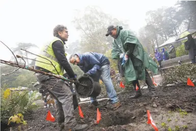  ?? Photos by Lea Suzuki / The Chronicle ?? Apprentice gardener Travis Mathews (left), volunteer Bob Darling, and San Francisco Recreation and Park Department General Manager Phil Ginsberg plant a tree at the Rhododendr­on Dell in Golden Gate Park.