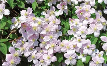  ??  ?? Pretty in pink: It may look delicate, but Clematis Montana will grow enthusiast­ically