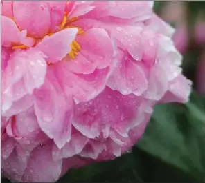  ?? (NWA Democrat-Gazette file photo) ?? A peony bloom collects raindrops after a storm.