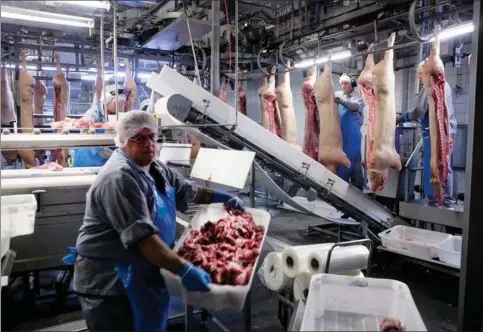  ?? ?? Produktion­en af dansk svinekød falder hastigt og ventes i år at blive den laveste siden 1985. Arkivfoto: Gregers Tycho