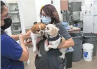  ?? DAVID WALLACE THE REPUBLIC ?? Sara CruzMora, left, director of veterinary services, and vet technician Rosalbina Sutherlin care for two dogs at the veterinary clinic at the Arizona Humane Society in Phoenix in September.