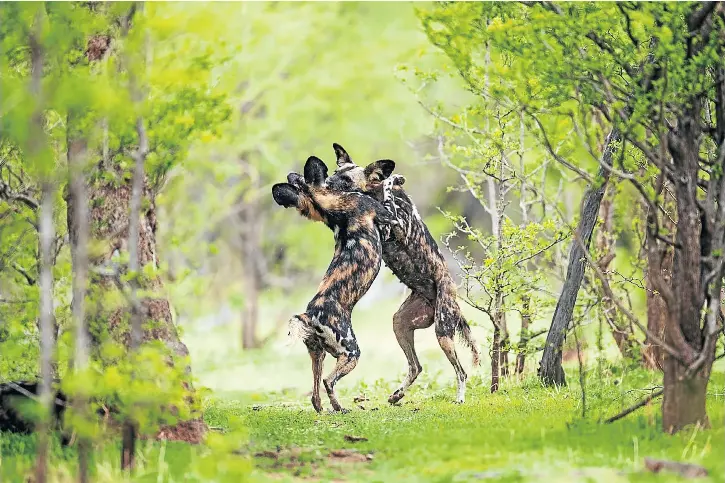  ?? Picture: © Nicholas Dyer ?? WHERE THE WILD THINGS WALTZ Two of the animals Nick Dyer monitored in Mana Pools National Park play together in a bonding dance. Such rituals are common in painted wolf packs.