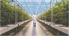  ?? CHRIS ROUSSAKIS/BLOOMBERG FILES ?? Quebec pot grower Hexo has seen its stock price erode since announcing a revised negative revenue outlook.