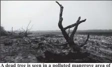  ?? ?? A dead tree is seen in a polluted mangrove area of Bakana ii camp in the Niger delta area of Okrika, Rivers state, Nigeria January 28, 2022. (REUTERS/Afolabi Sotunde)