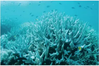  ??  ?? La hausse des températur­es océaniques favorise le blanchisse­ment des coraux.