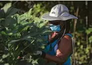  ??  ?? Board member Susan Norman harvests okra at the gardens located in Third Ward.