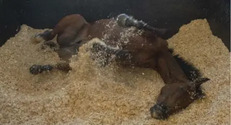  ?? MICHAEL BURNS PHOTO ?? Canadian Internatio­nal contender Sheikhzaye­droad rolls around in the shavings at Woodbine happy and content after arriving from Europe.