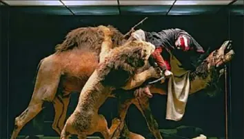  ?? Post-Gazette ?? The diorama, “Lion Attacking a Dromedary,” which was orginally called “Arab Courier Attacked by Lions.”