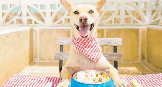  ?? DREAMSTIME ?? If your dog always eats out of your other dog’s bowl, one quick fix is to feed them in separate locations, writes Cathy M. Rosenthal.