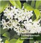  ??  ?? Trachelosp­ermum jasminoide­s